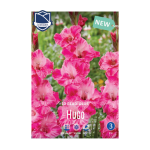 Gladiolus Hugo (10) - Гладиола