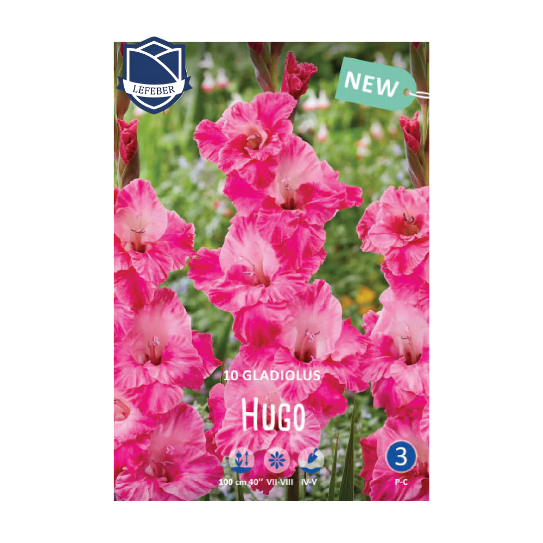 1701f6_02acfd13be404dd8b78951af00f8f633mv2.png Gladiolus Hugo (10) - Гладиола - Image 1