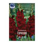 Gladiolus Espresso (10) - Гладиола