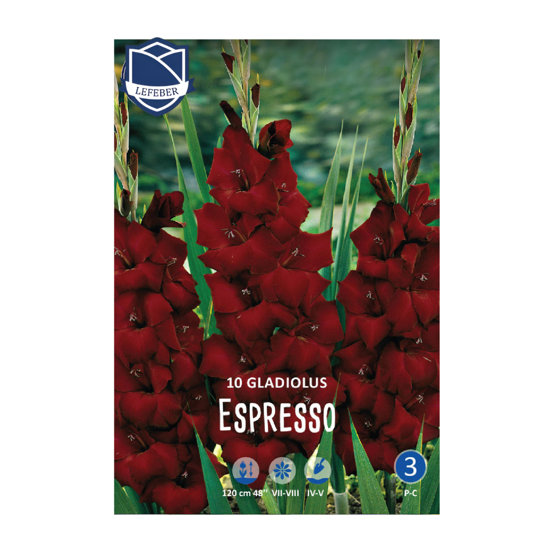 1701f6_038d1edd19d8404a9603043960dc333bmv2.png Gladiolus Espresso (10) - Гладиола - Image 1