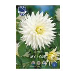 Dahlia My Love (1) - Далија