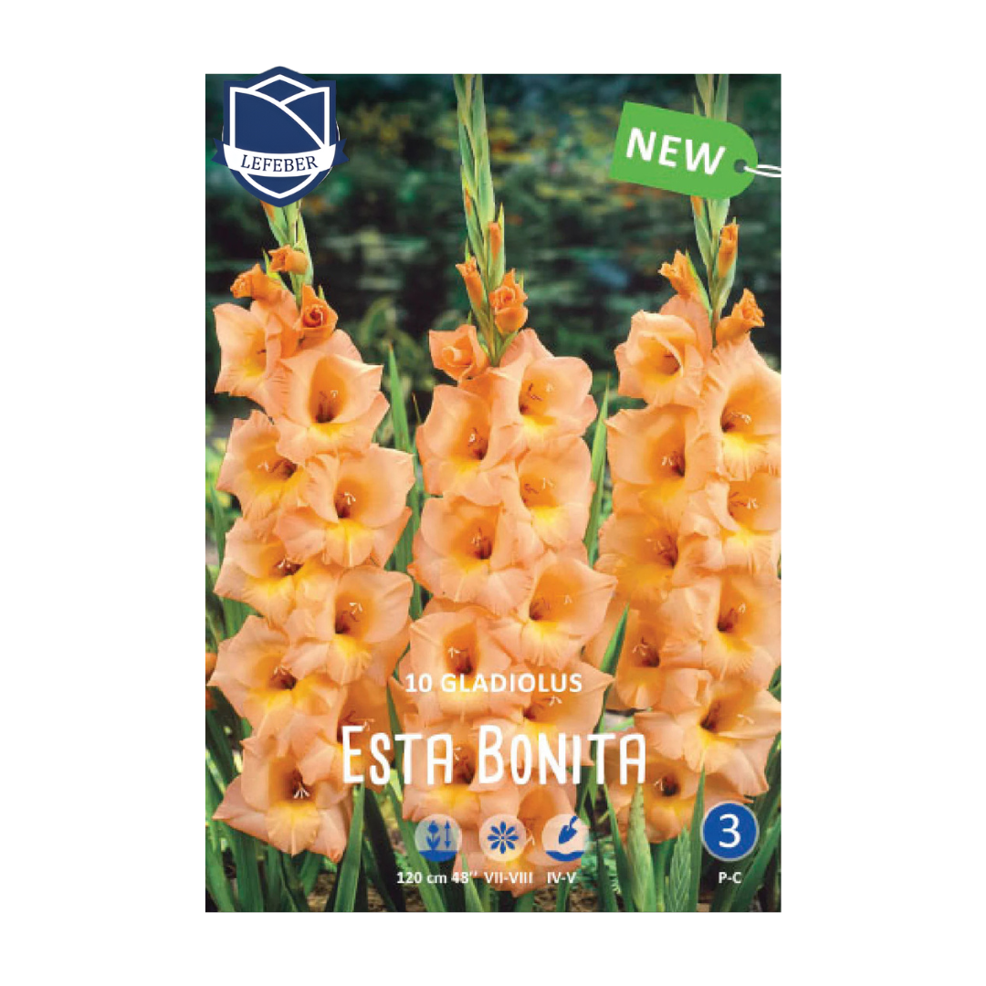 1701f6_0ba45bd3c29e4c8bbf73c4c01979c977mv2.png Gladiolus Esta Bonita (10) - Гладиола - Image 1