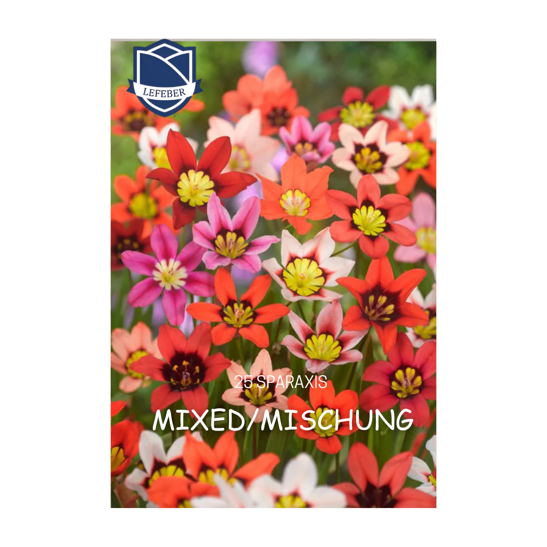 1701f6_0c01cece3732420ba9c286122e601356mv2.png Sparaxis Tricolor (25) - Image 1