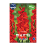 Gladiolus Manhattan (10) - Гладиола