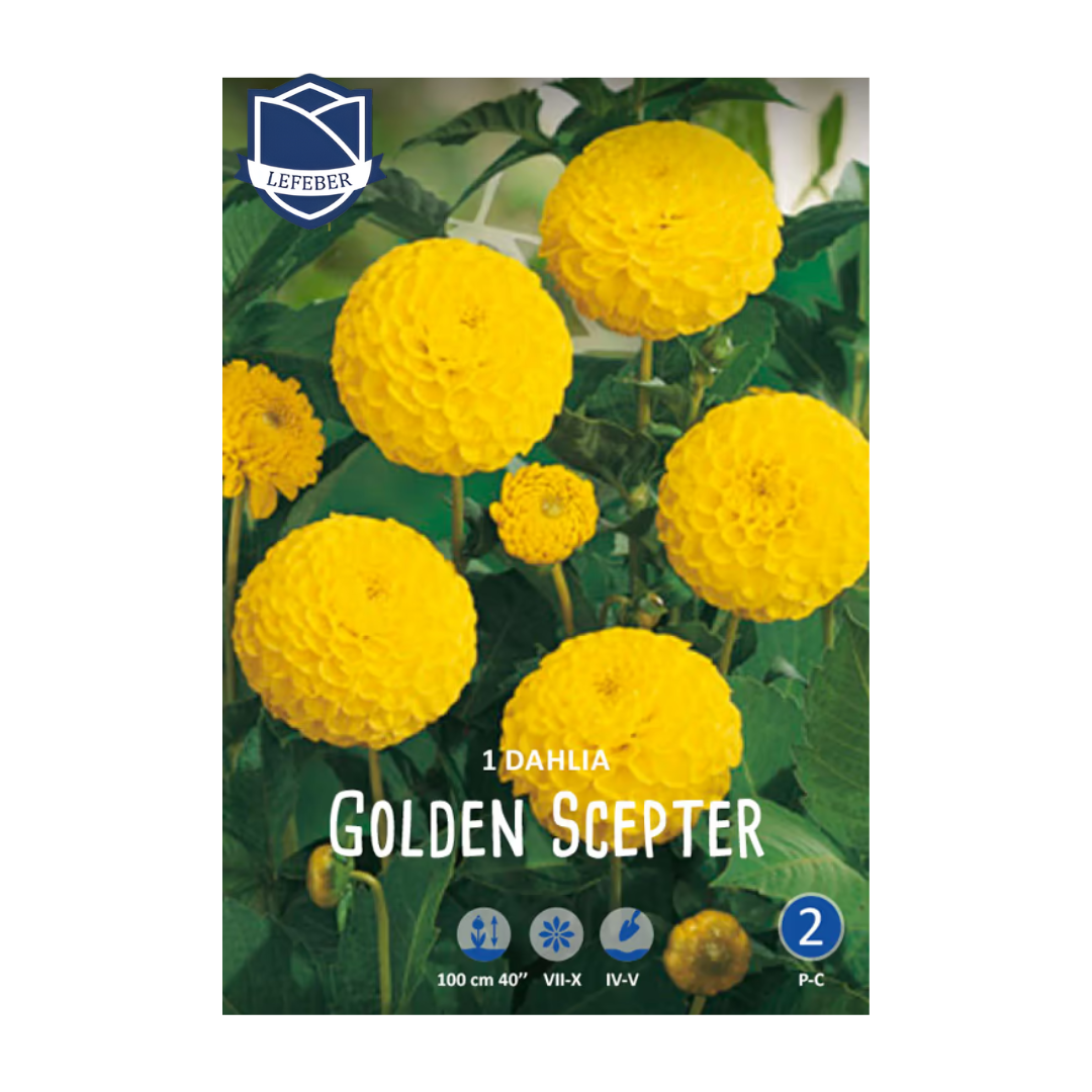 1701f6_1a63eb523456461180b751c65df656c5mv2.png Dahlia Golden Scepter (1) - Далија - Image 1