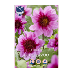Dahlia Blue Bayou (1) - Далија
