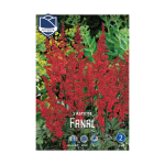 Astilbe Fanal (1)