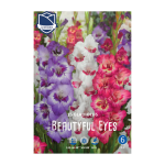 Gladiolus Beautiful Eyes (15) - Гладиола