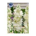 Polianthes tuberosa The Pearl (5)