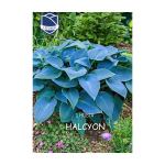 Hosta Tardiana Halcyon (1) - Хоста