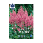 Astilbe Cotton Candy (1)