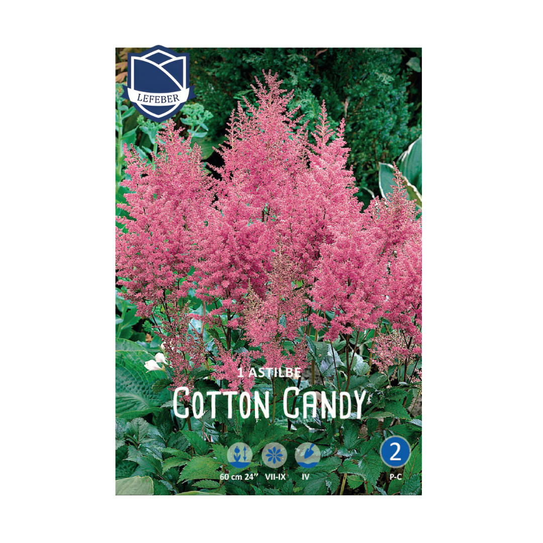 1701f6_29efeeb9c2e74a99bb0c191248840c52mv2.png Astilbe Cotton Candy (1) - Image 1