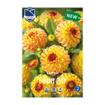 Dahlia Sunny Boy (1) - Далија