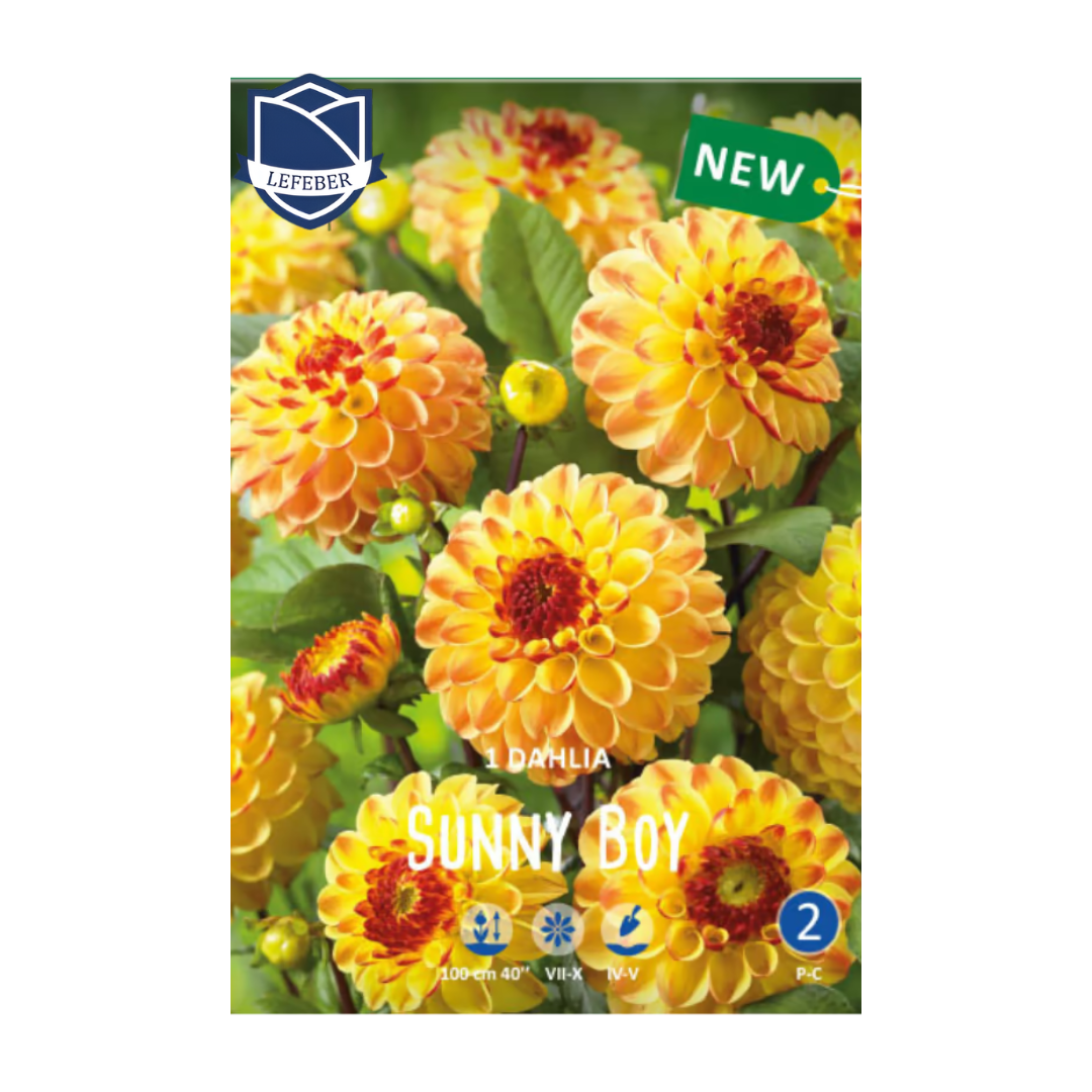 1701f6_2ea3144b763c4f3d97c35e0883eb42a0mv2.png Dahlia Sunny Boy (1) - Далија - Image 1