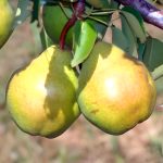 Круша Вилјамовка