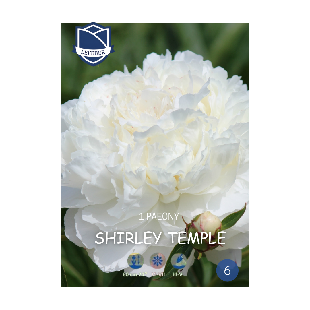 1701f6_2f8a2806c80340ac9dfa404bd549d3a9mv2.png Paeony Shirley Temple (1) - Божур - Image 1