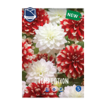 Dahlia Temptation (2) - Далија