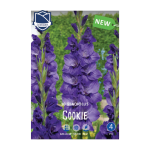 Gladiolus Cookie (10) - Гладиола