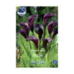 Zantedeschia Akela (1) - Кала