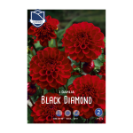Dahlia Black Diamond (1) - Далија