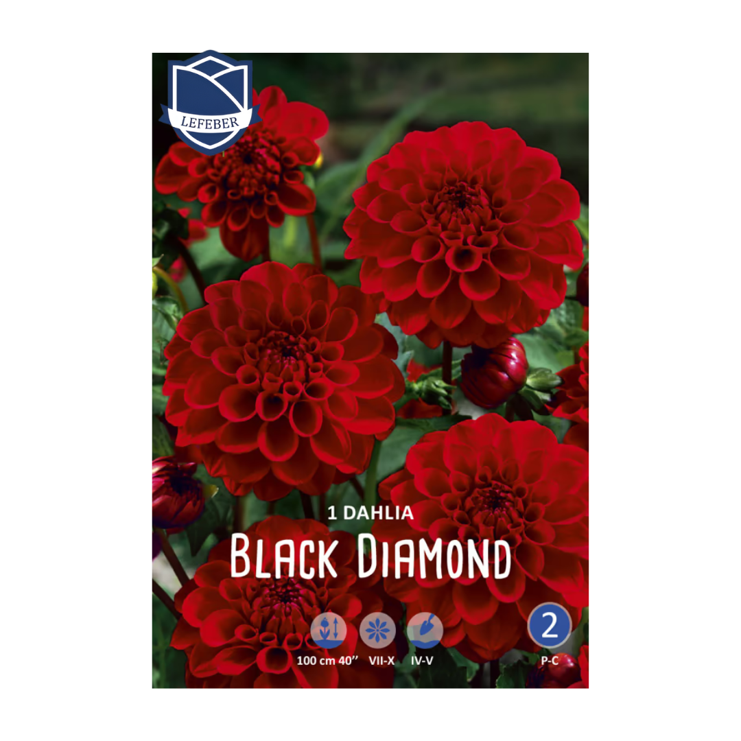 1701f6_3181dc2321ba4cd2b6f5a9ae0e18066amv2.png Dahlia Black Diamond (1) - Далија - Image 1