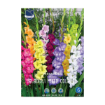 Gladiolus Mixed colours (25) - Гладиола