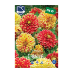 Dahlia Carnival (2)  - Далија