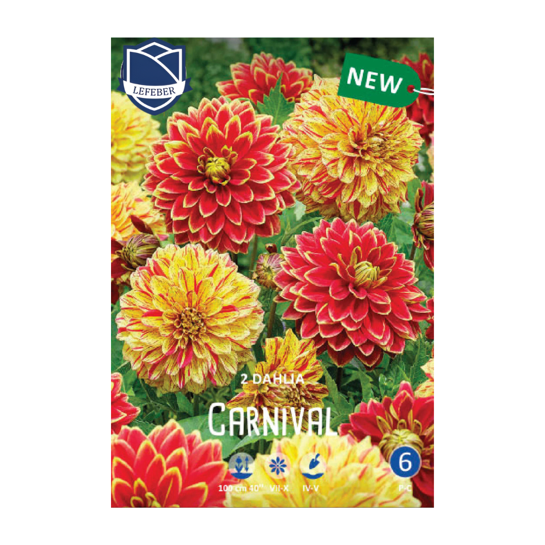 1701f6_32720e07ca224453b6b652ccf301239emv2.png Dahlia Carnival (2) - Далија - Image 1