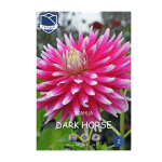 Dahlia Dark Horse (1) - Далија