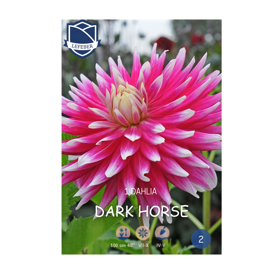 1701f6_372e616c26904fb5a97dad208a8ff89bmv2.png Dahlia Dark Horse (1) - Далија - Image 1