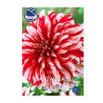 Dahlia Santa Claus (1) - Далија