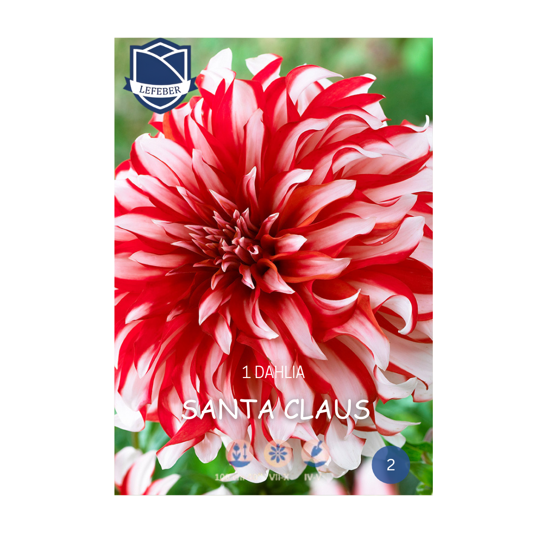 1701f6_376a1418dd6c462ea342e5fae52a16f2mv2.png Dahlia Santa Claus (1) - Далија - Image 1