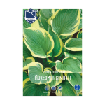 Hosta Aureomarginata (1) - Хоста