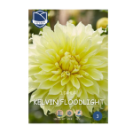 Dahlia Kelvin Floodlight (1) - Далија