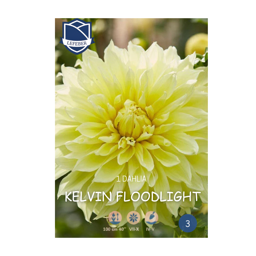 1701f6_385f28f874de428ab00a4fd1951f11efmv2.png Dahlia Kelvin Floodlight (1) - Далија - Image 1