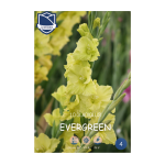 Gladiolus Evergreen (10) - Гладиола