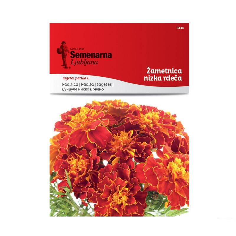 1701f6_3b01f23cb6604255b074491680e688fdmv2.jpg Џунџуле Црвено Ниско (Tagetes patula L.) - Image 1