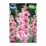 Gladiolus Wine and Roses (10) - Гладиола
