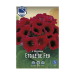 Gloxinia Etoile de Feu (3) - Глоксинија