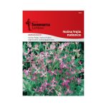 Ноќна Фрајла (Matthiola bicornis)