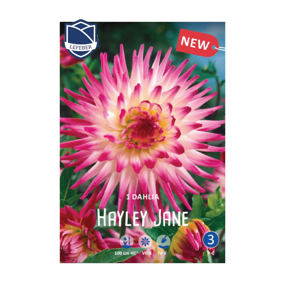 1701f6_425fe70fda1c417b910410b6f52a827bmv2.png Dahlia Hayley Jane (1) - Далија - Image 1
