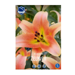 Lilium Zelmira (3) - Крин