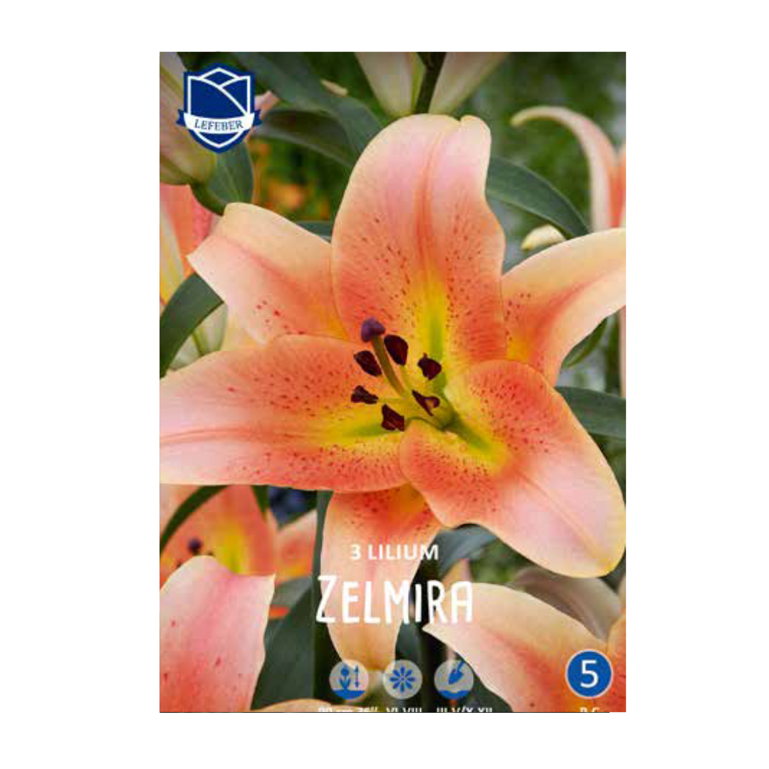 1701f6_4764a9b52e304fa2a3d81f5140261ea6mv2.png Lilium Zelmira (3) - Крин - Image 1
