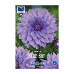Dahlia Blue Boy (1) - Далија
