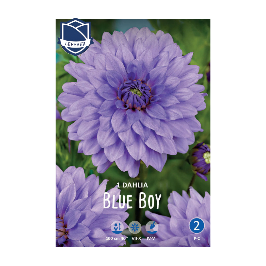 1701f6_48869c9fe0f64902a03c4b99bca196bamv2.png Dahlia Blue Boy (1) - Далија - Image 1