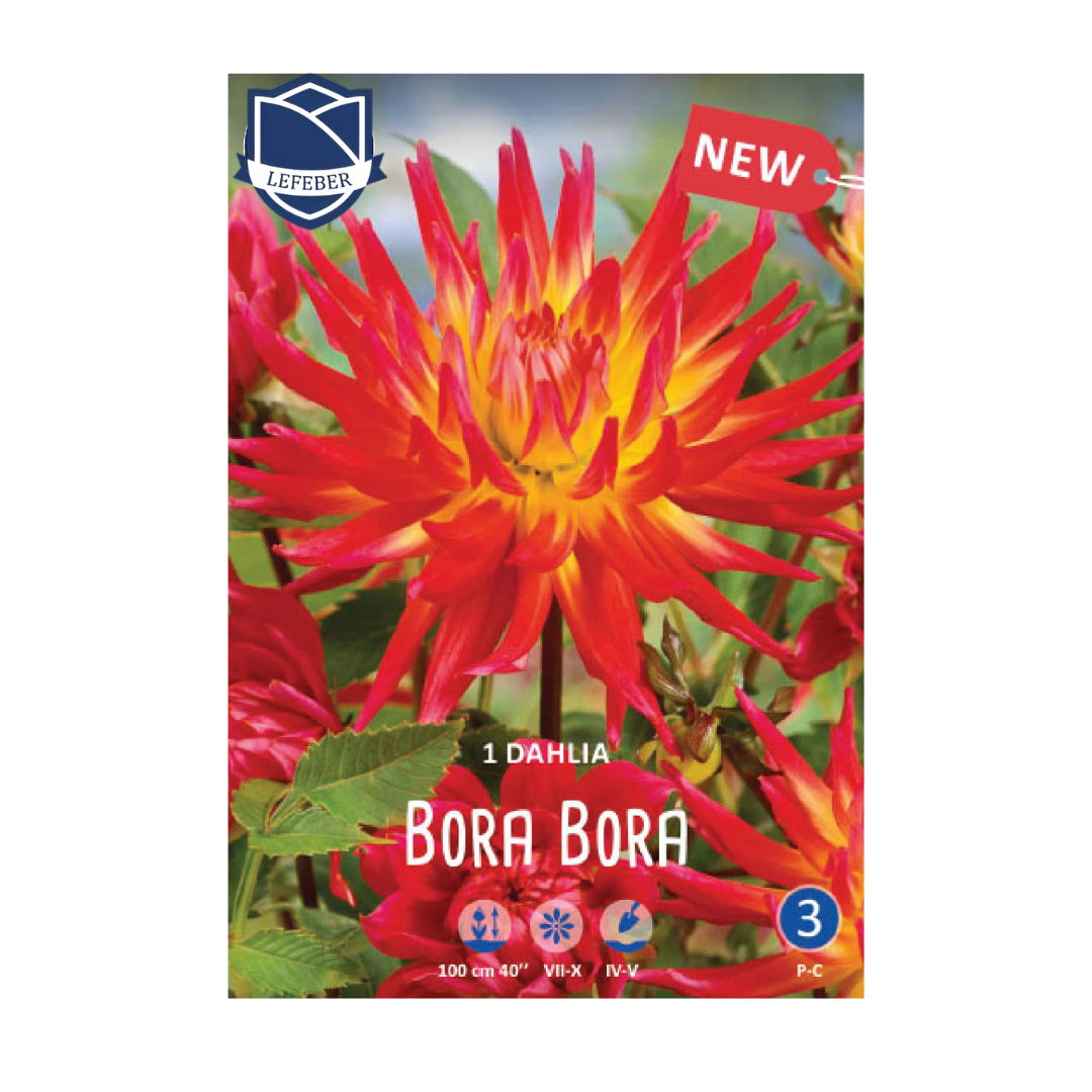 1701f6_4e7f2c6d39c84bd39b4e7f78826df0f7mv2.png Dahlia Bora Bora (1) - Далија - Image 1