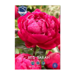 Paeony Red Sarah (1) -Божур