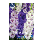 Gladiolus Rhythm&Blues (15) - Гладиола