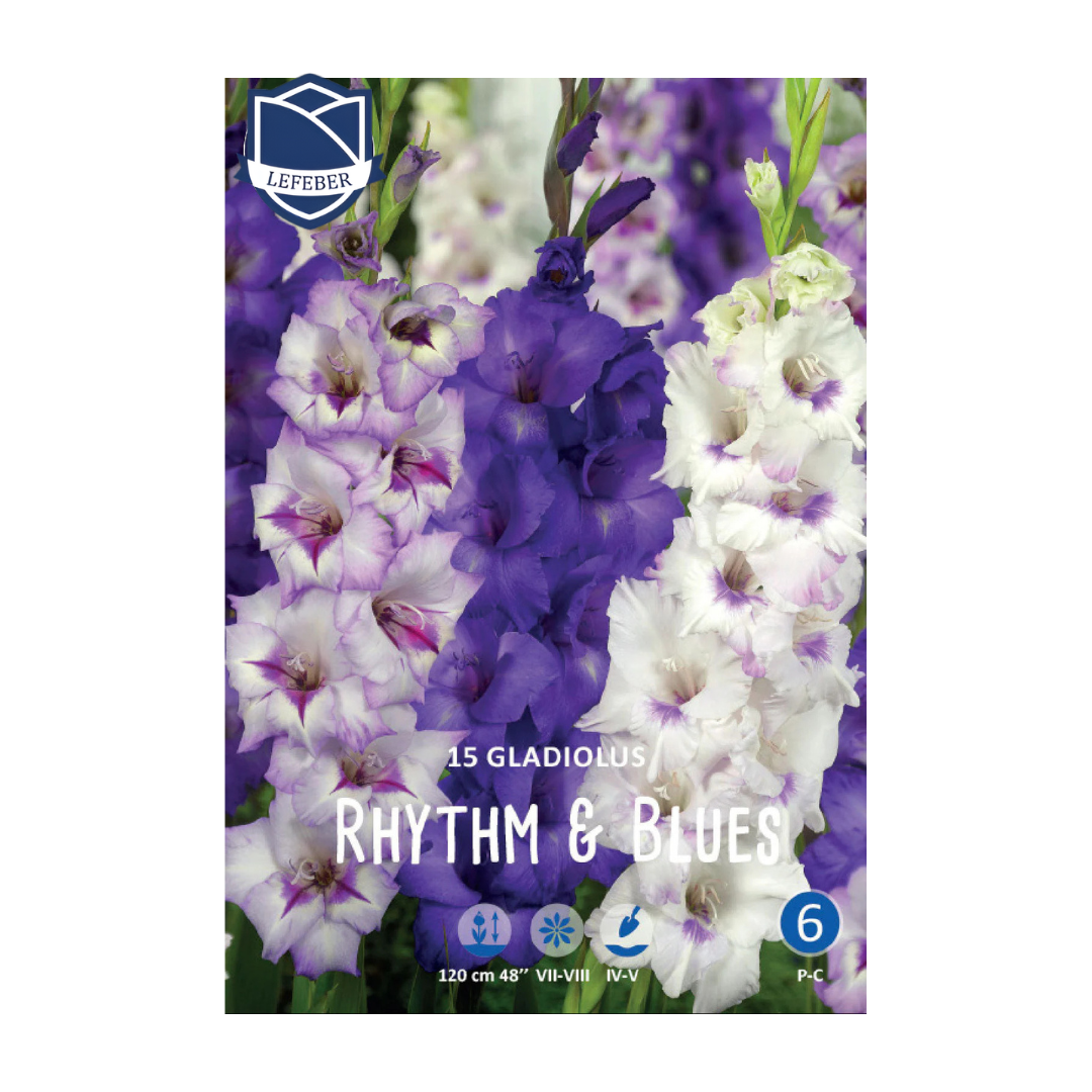1701f6_593dc07f0559489e920a323e84202617mv2.png Gladiolus Rhythm&Blues (15) - Гладиола - Image 1