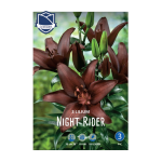 Lilium Night Rider (3) - Крин